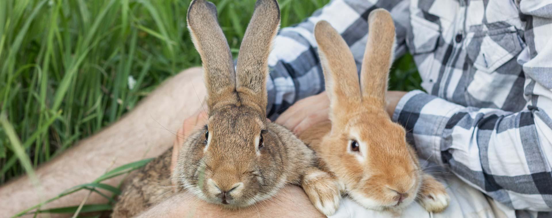 Bunnies sitting on boy's legs