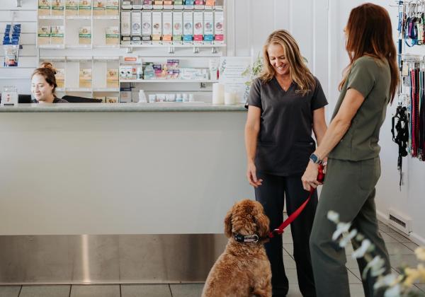 Aberdeen Veterinary Clinic, Geelong vet reception area