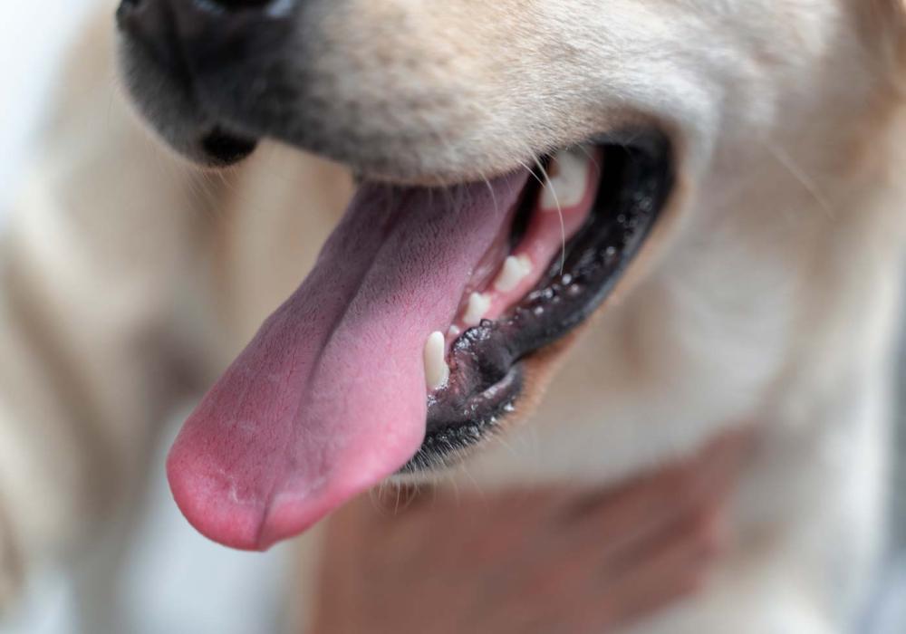 Pet dentistry Geelong