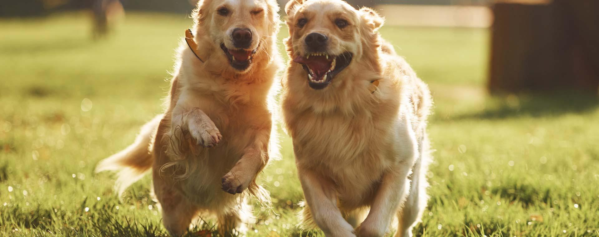 Two Golden Retrievers running through the grass