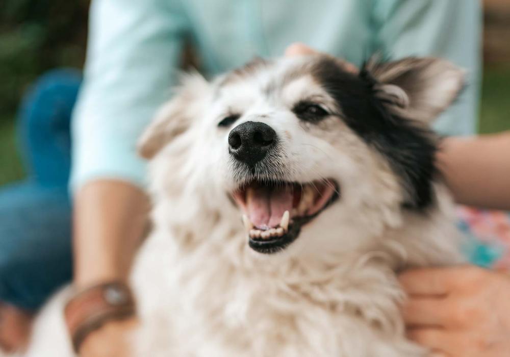 Happy older dog