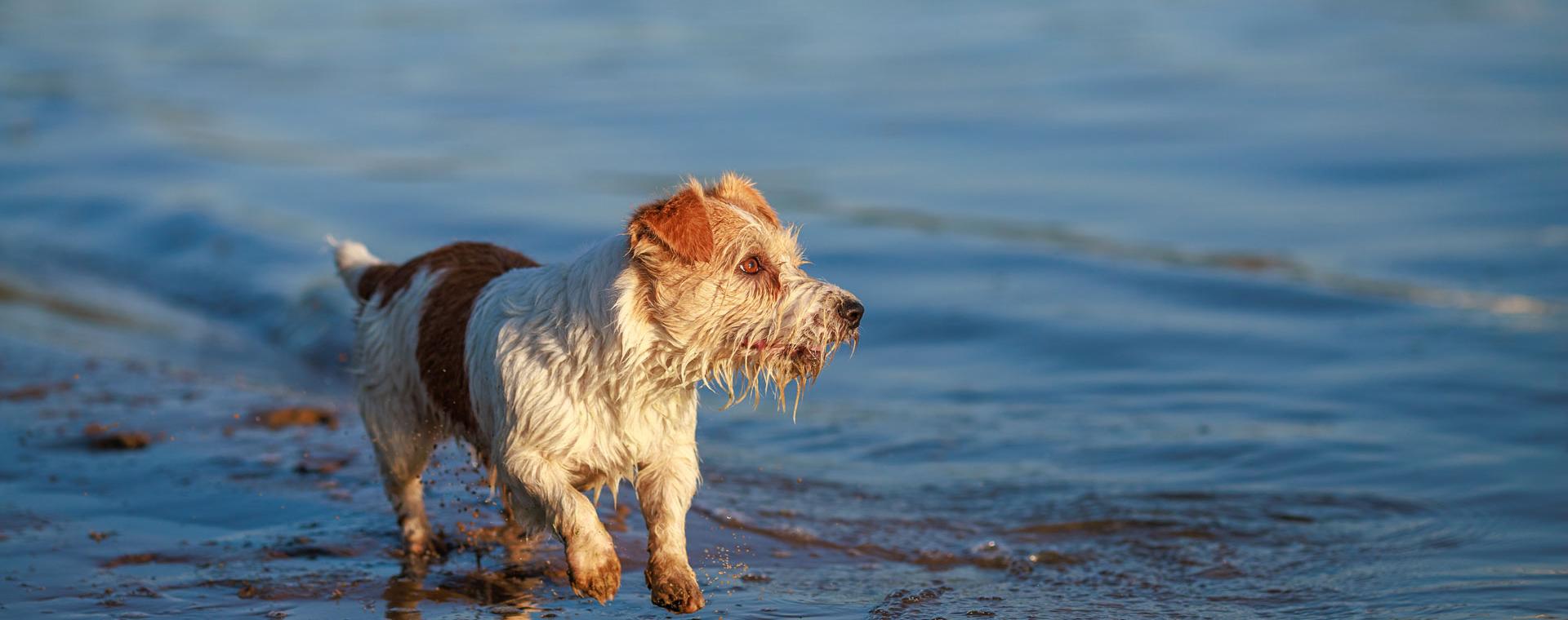 Jack Russell running through shallow water at beach