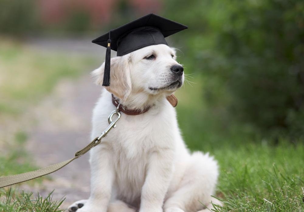 Puppy school Geelong