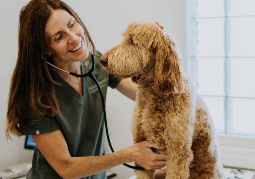 Veterinary consultations in Geelong West